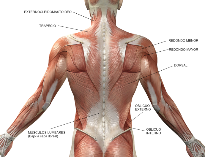 anatomia de la espalda